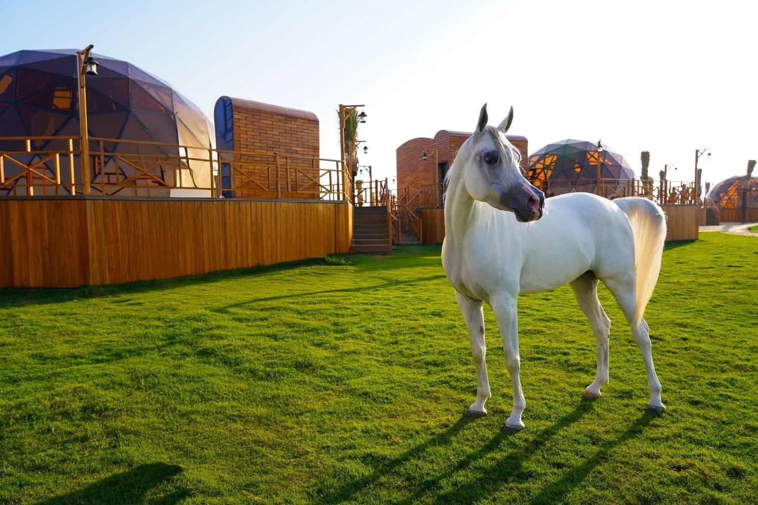 Al Marmoom Oasis Luxury Experiential Desert Luxuszelt 5*
